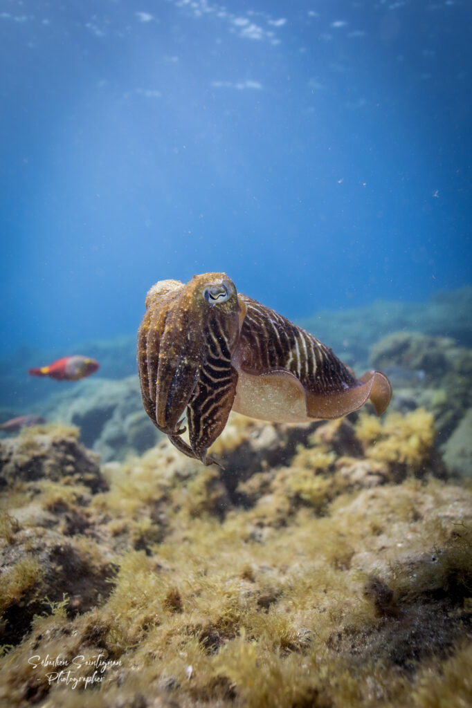 Cuttlefish in Tenerife