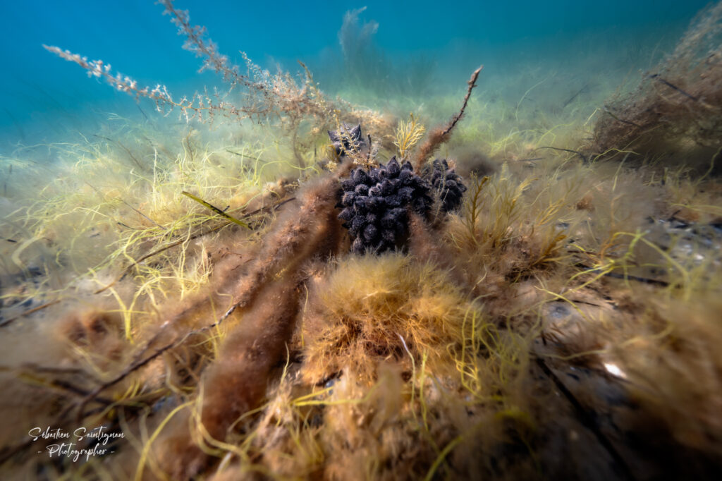 Cuttlefish eggs